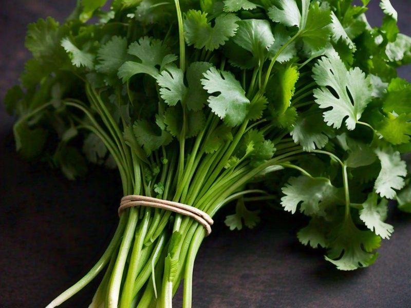 fresh Coriander bunches